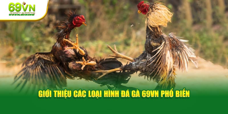 Giới thiệu các loại hình đá gà 69VN phổ biến